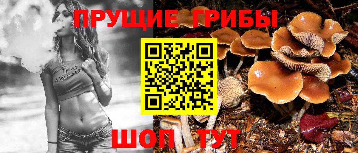 как найти закладки  Ачхой-Мартан  Псилоцибиновые грибы Psilocybe 